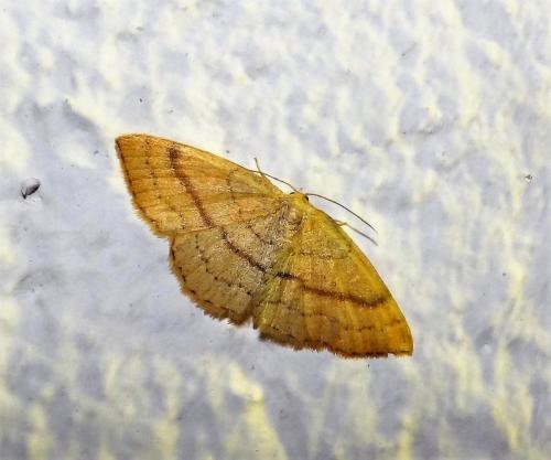 Réf. 256 055 : Cyclophora linearia